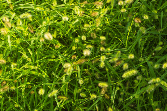 狗尾巴草