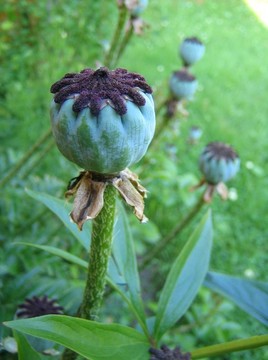 罌粟花莢
