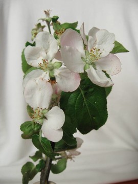 蘋果樹開花