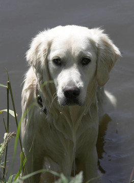 濕的金毛獵犬