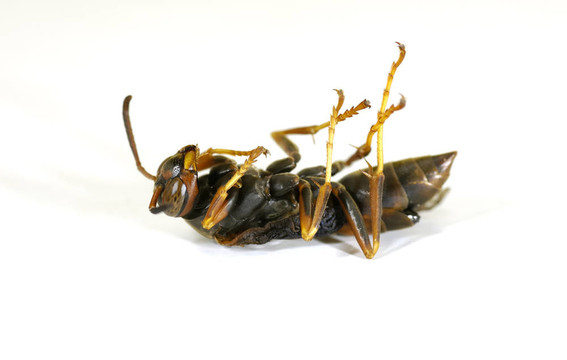 死黃蜂