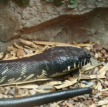 Boelen Python