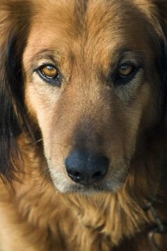 retriver1