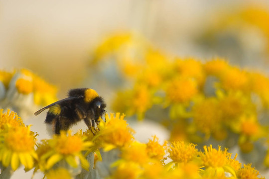 bee1