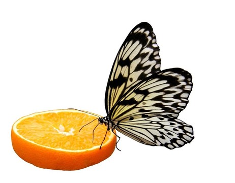 甜橙