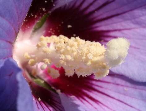 芙蓉特寫