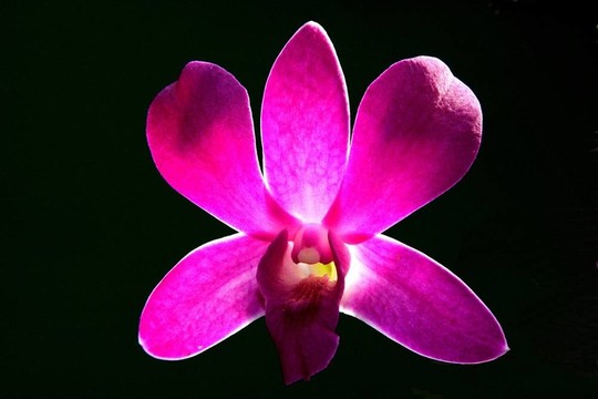 紫蘭花特寫