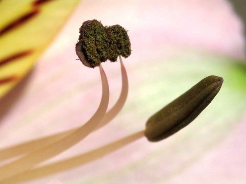 杵和雄蕊