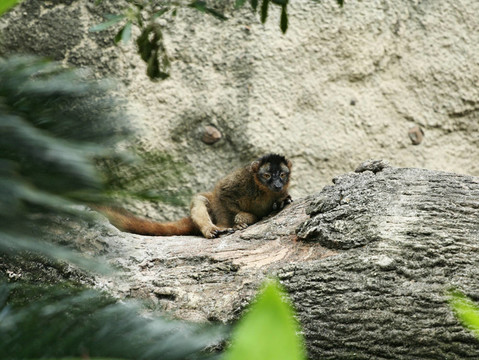 環(huán)尾狐猴