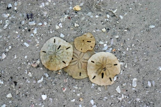 海灘的現(xiàn)金