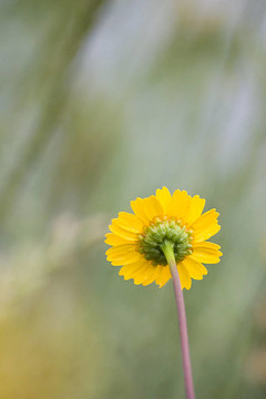 flower1