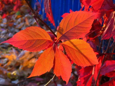 紅色的葉子