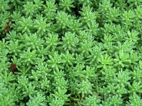 綠色的苔蘚