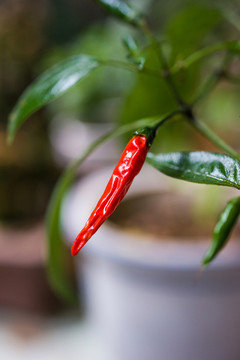 小紅椒