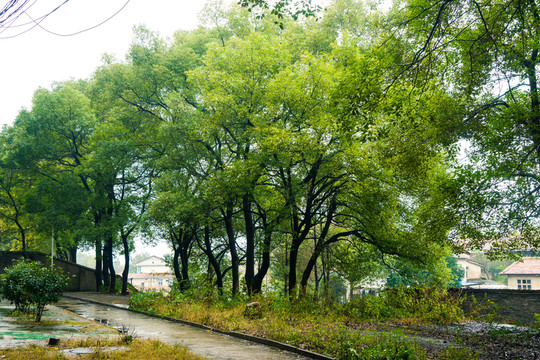 香樟樹