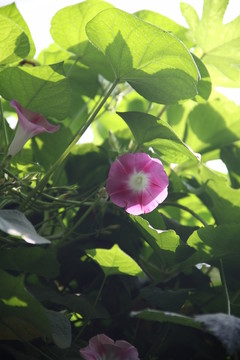 牽牛花