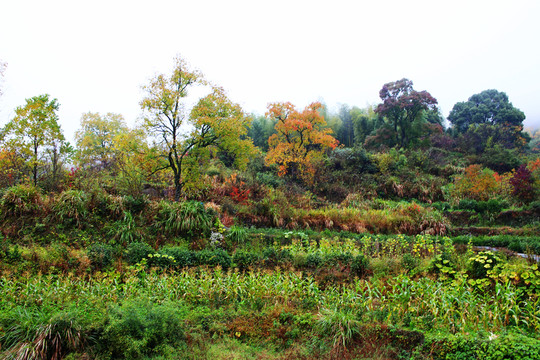 山崗樹(shù)林秋色