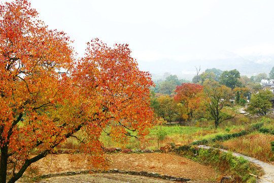 塔川紅葉