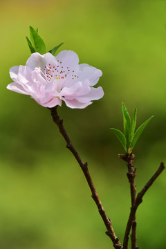 碧桃