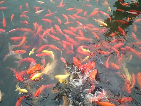 錦鯉