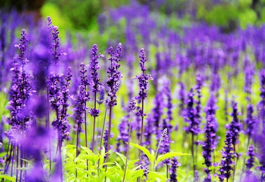校園里的紫色花海