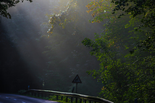 清晨公路樹林