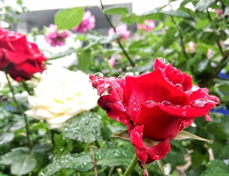 雨中月季花