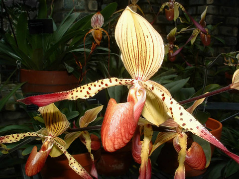 蘭花2