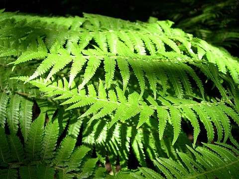 蕨類植物的陰影