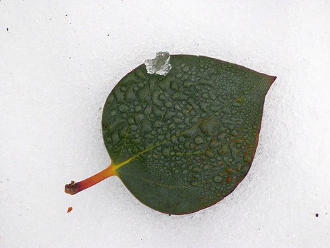葉上的雪