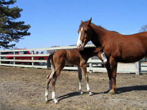油漆的小馬駒和母馬