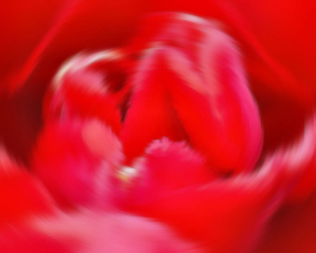 郁金香旋轉(zhuǎn)