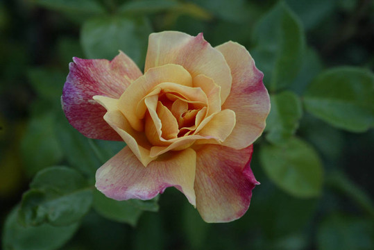 黃色和Pink Rose