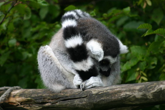 環(huán)尾狐猴
