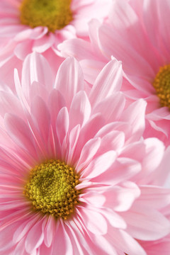 雛菊