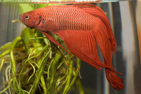 水生活003魚