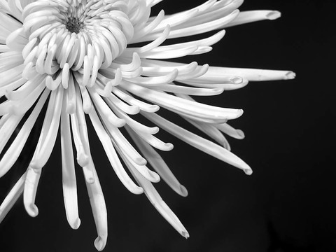 白菊