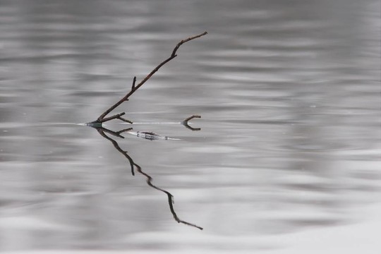 在水里的樹枝