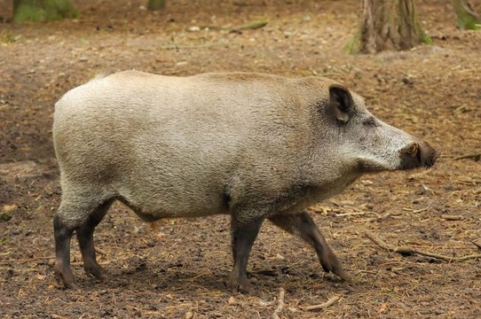 野豬