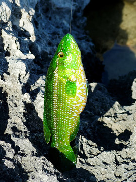 瀨魚