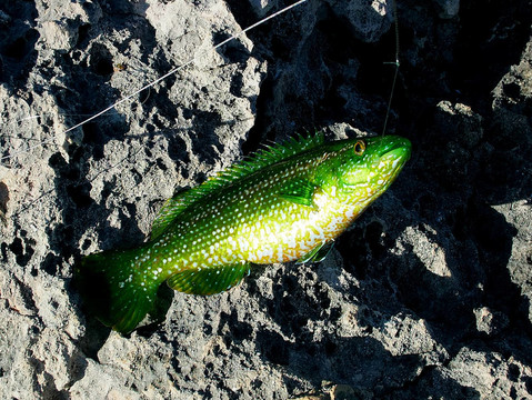 瀨魚