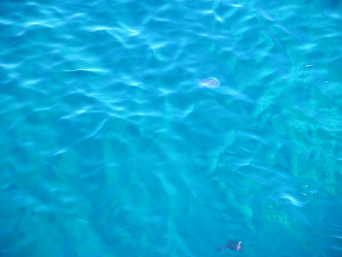 水母在水中