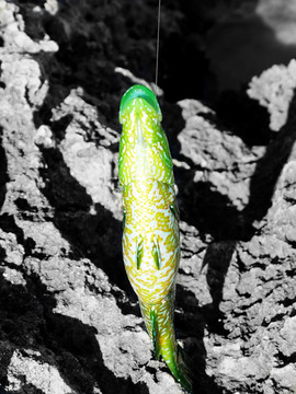 瀨魚