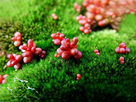 苔蘚