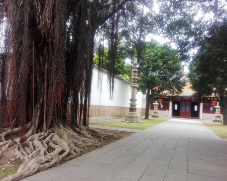 寺廟 老樹