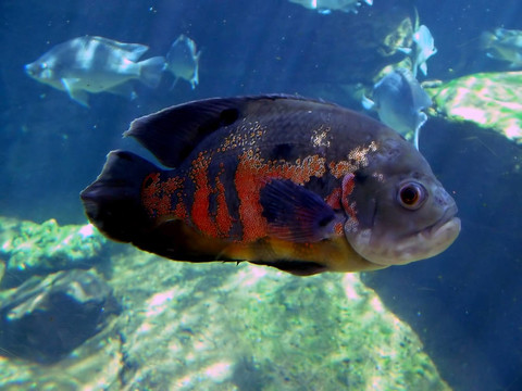 fish3
