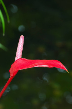 火鶴花