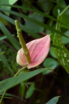 粉紅火鶴花百合