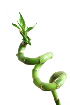 竹筍