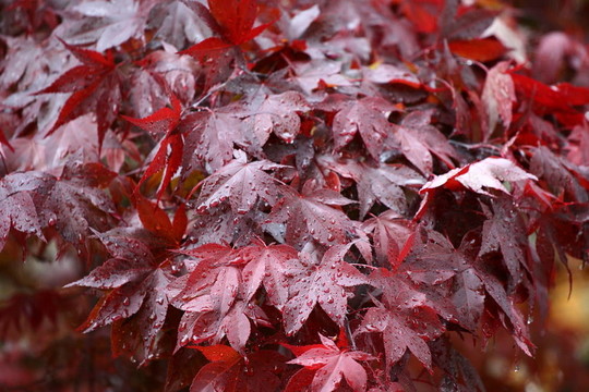 紅楓葉1